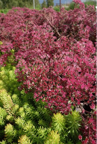 Sedum 'Ruby Glow'