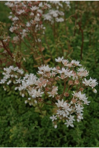 Sedum album 'Coral Carpet'