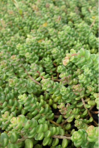 Sedum divergens