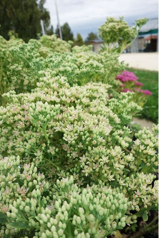 Sedum erythrostichtum...