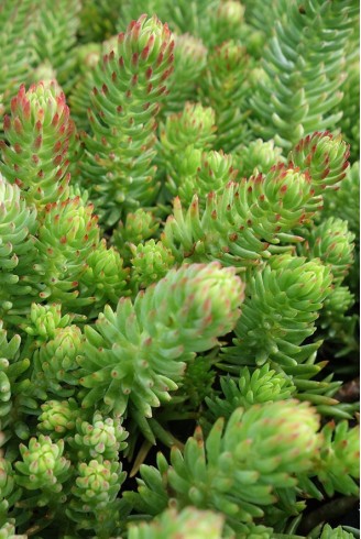 Sedum fosterianum subsp.elegans feuillage