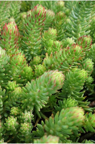 Sedum fosterianum subsp.elegans feuillage