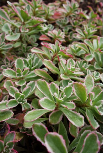 Sedum spurium 'Tricolor'