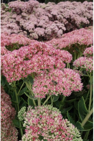 Sedum Herbstfreude Group...