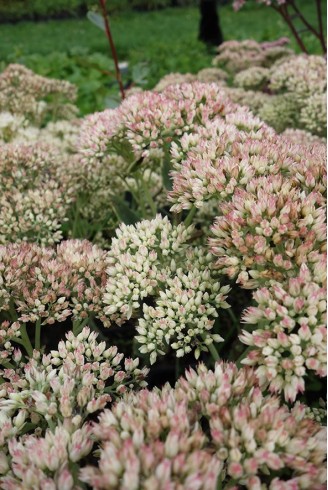 Sedum Herbstfreude Group...