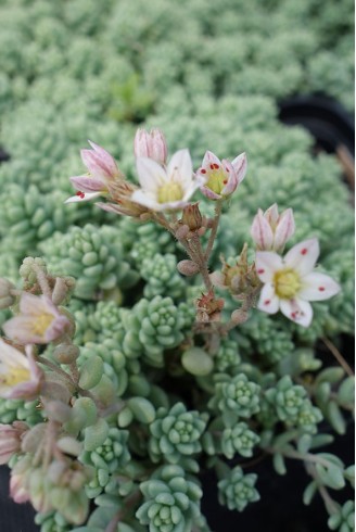 Sedum hirsutum