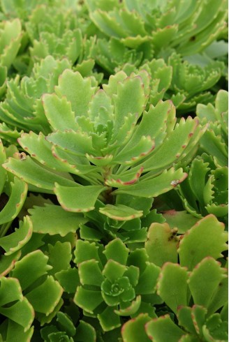 Sedum hybridum 'Immergrünchen'