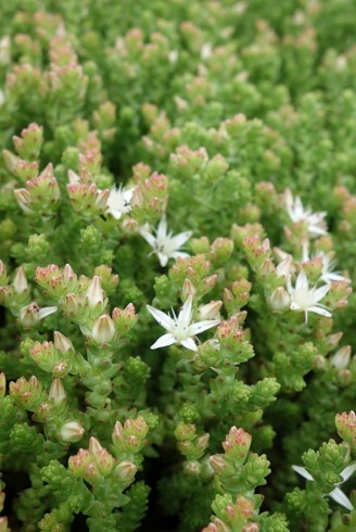 Sedum moranense