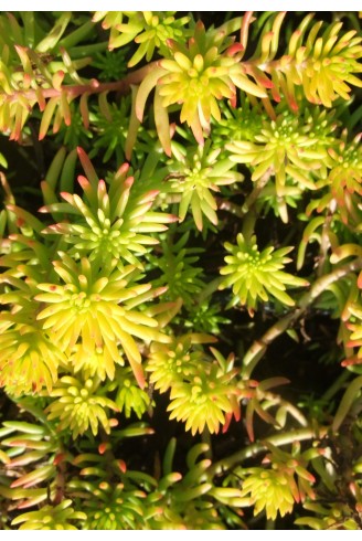 Sedum rupestre 'Angelina'