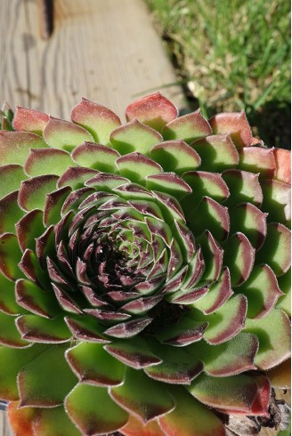 Sempervivum 'Cleveland Morgan'