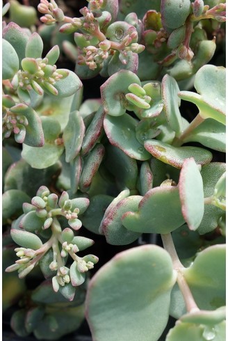 Sedum sieboldii...