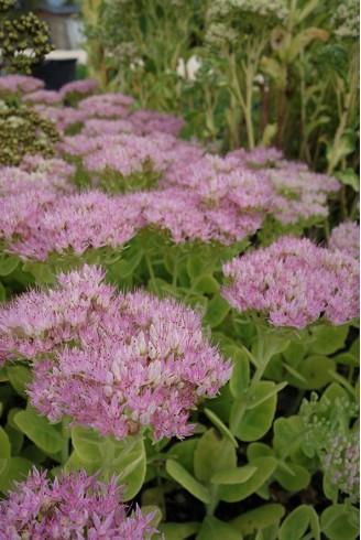 Sedum spectabile 'Brilliant'