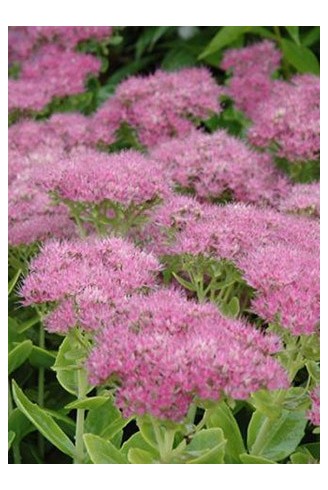 Sedum spectabile 'Carmen'