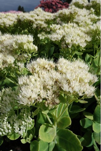 Sedum spectabile 'Iceberg'