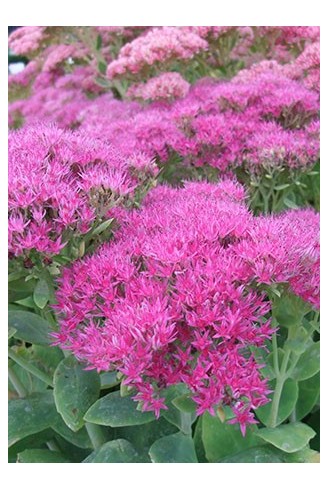 Sedum spectabile...