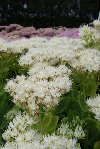 Sedum spectabile 'Stardust'