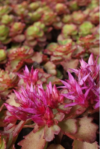 Sedum spurium 'Ruby Mantle'