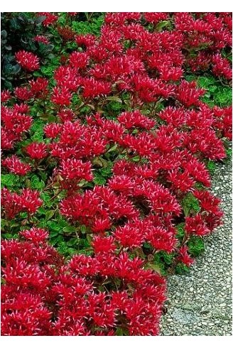 Sedum spurium 'Schorbuser...