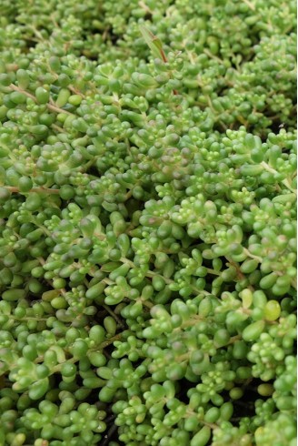 Sedum stefco