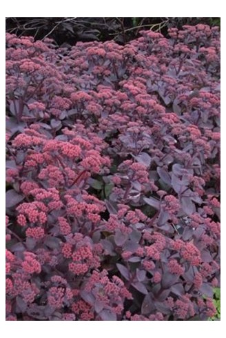 Sedum telephium...