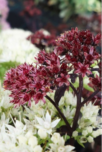 Sedum telephium 'Postman's...