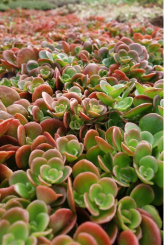 Sedum tetractinum 'Coral Reef'