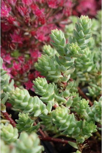 Sedum urvillei Stribrnyi Group