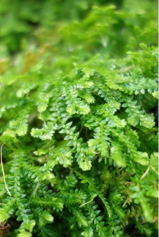 Selaginella helvetica