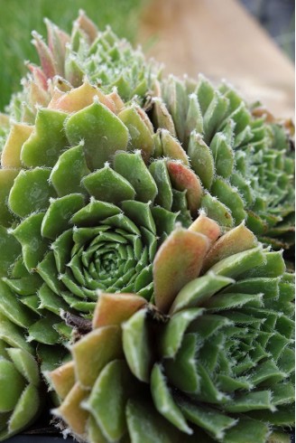 Sempervivum 'Alpha'