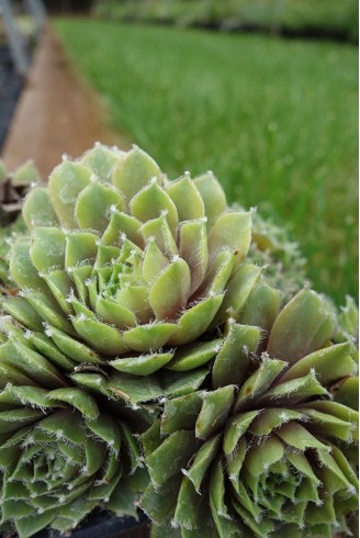 Sempervivum 'Apollo'