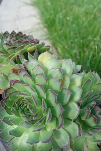 Sempervivum 'Bernstein'