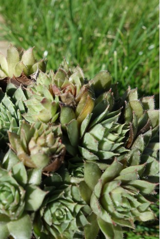 Sempervivum 'Beta'