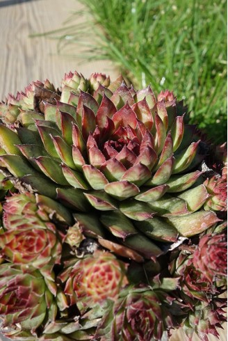 Sempervivum 'Bronco'