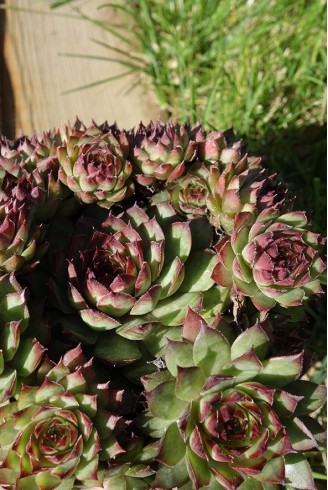 Sempervivum 'Cancer'