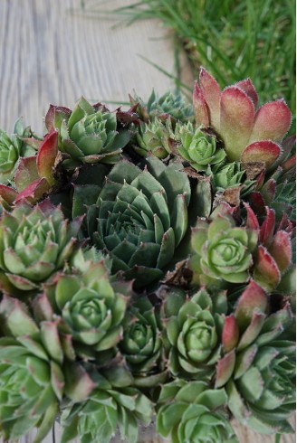 Sempervivum 'Carnstone'