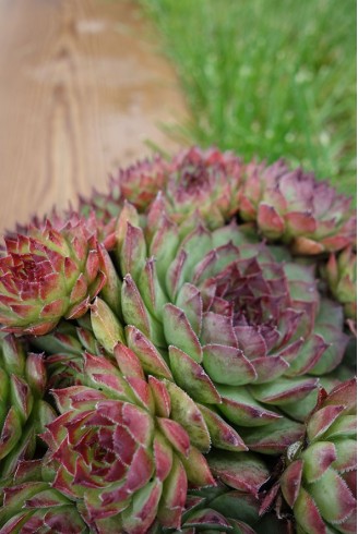 Sempervivum 'Congo'