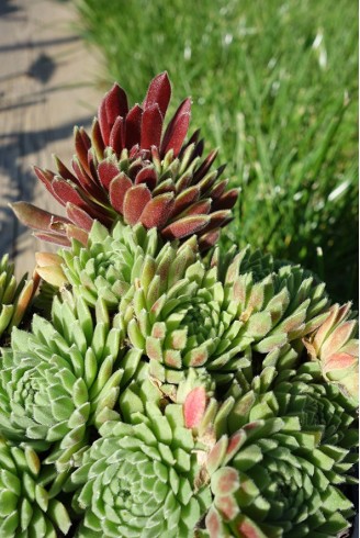 Sempervivum 'Crimson Velvet'