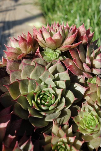 Sempervivum 'Dark Cloud'