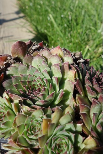 Sempervivum 'Gazelle'