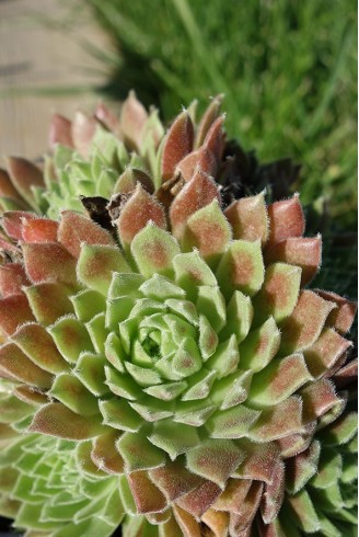 Sempervivum 'Georgette'