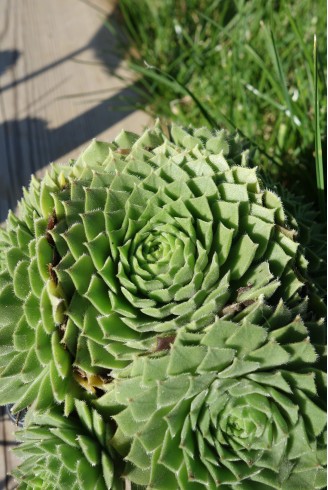 Sempervivum 'Godaert'