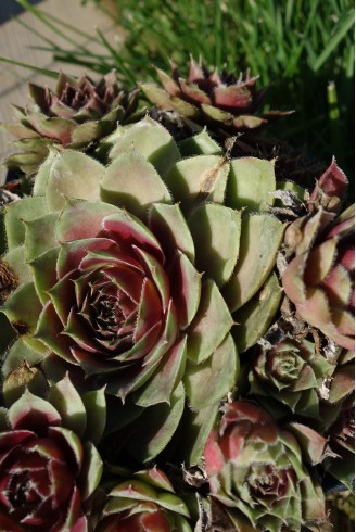 Sempervivum 'Granat'