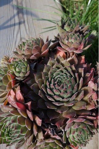 Sempervivum 'Gray Dawn'