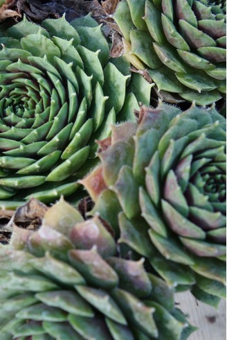 Sempervivum 'Grünschnabel'