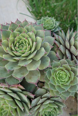 Sempervivum 'Hortulanus Smit'