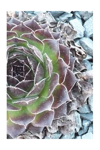 Sempervivum 'Jack Frost'