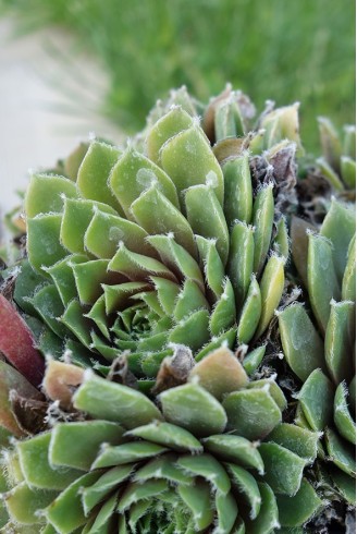 Sempervivum 'Jubilee'