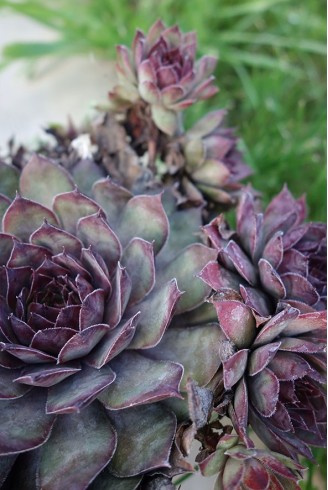 Sempervivum 'Jungle Shadows'