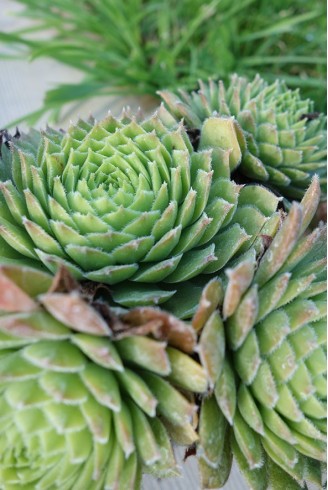 Sempervivum 'Jupiter'