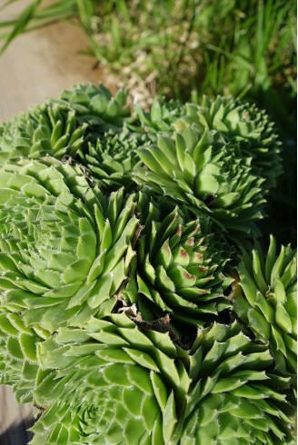 Sempervivum 'Lennik's Sport'